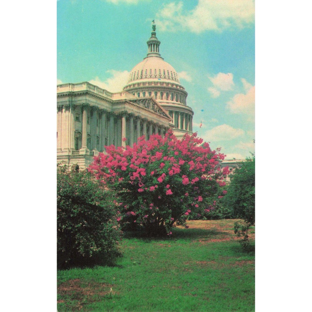 Vintage US Capitol Postcard Washington DC Pink Crepe Myrtle Prince Litho PE-4